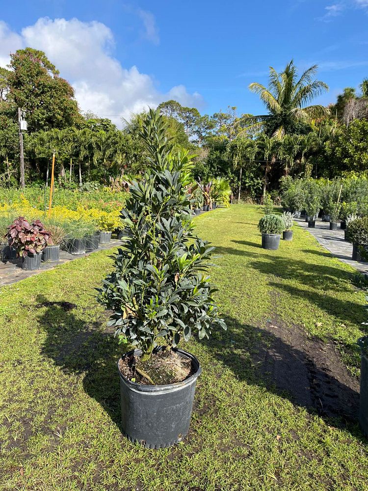 elaeocarpus-decipiens-japanese-blueberry