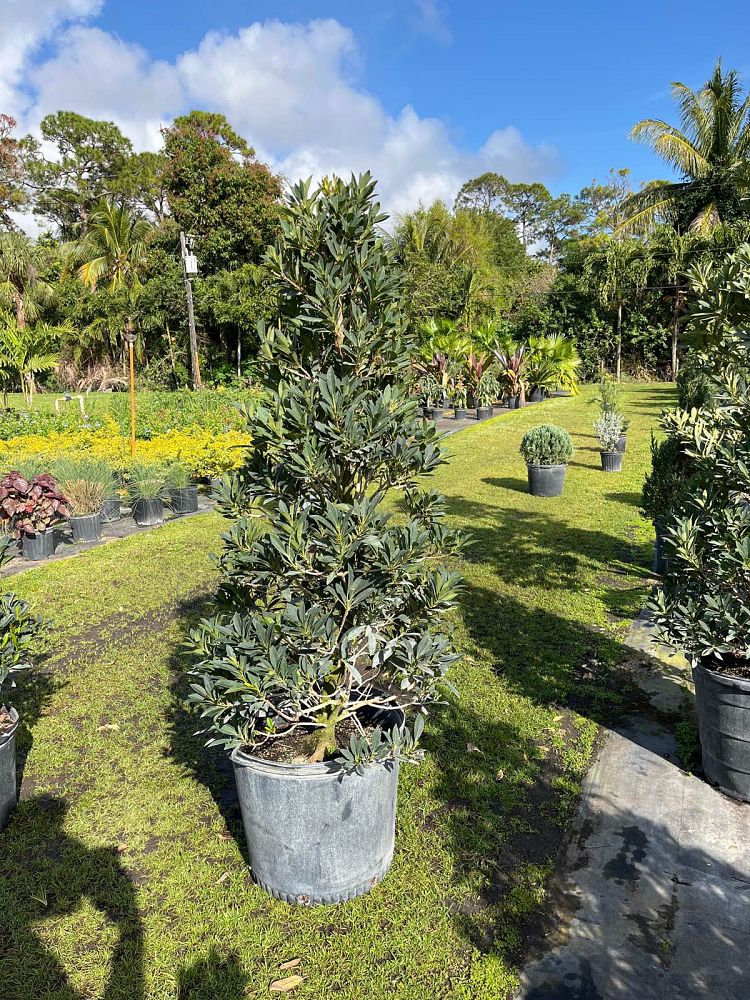 elaeocarpus-decipiens-japanese-blueberry