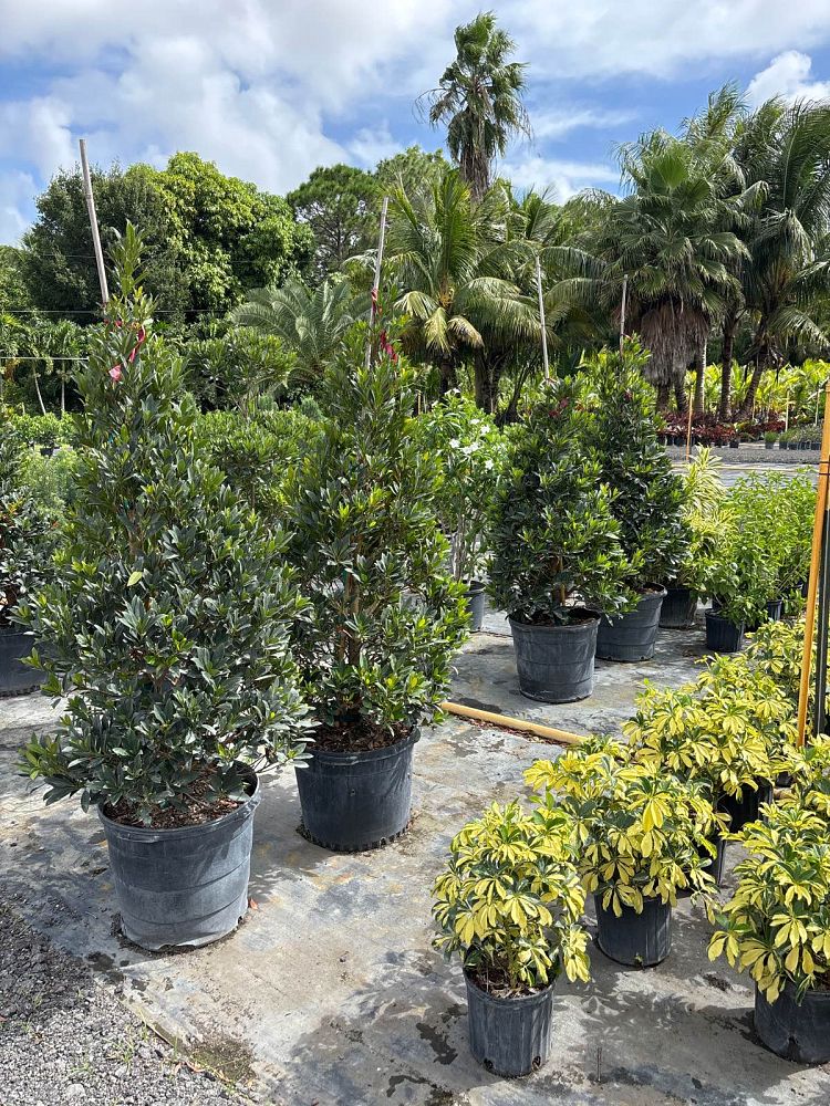 elaeocarpus-decipiens-japanese-blueberry