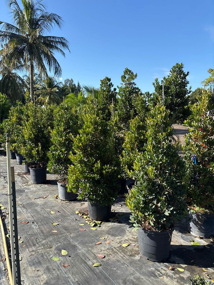 elaeocarpus-decipiens-japanese-blueberry