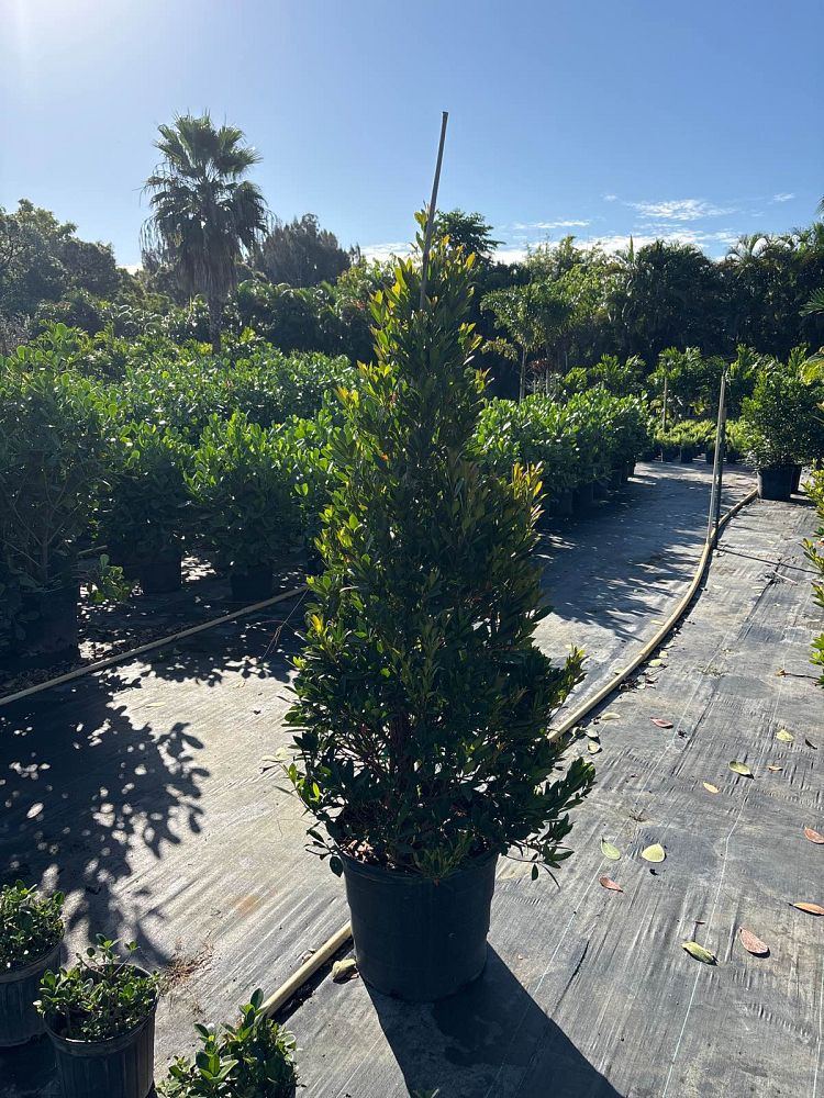 elaeocarpus-decipiens-japanese-blueberry