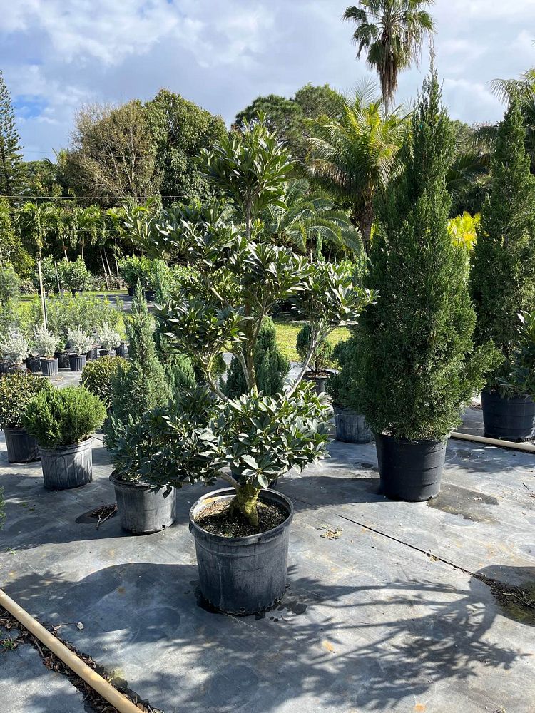 elaeocarpus-decipiens-japanese-blueberry