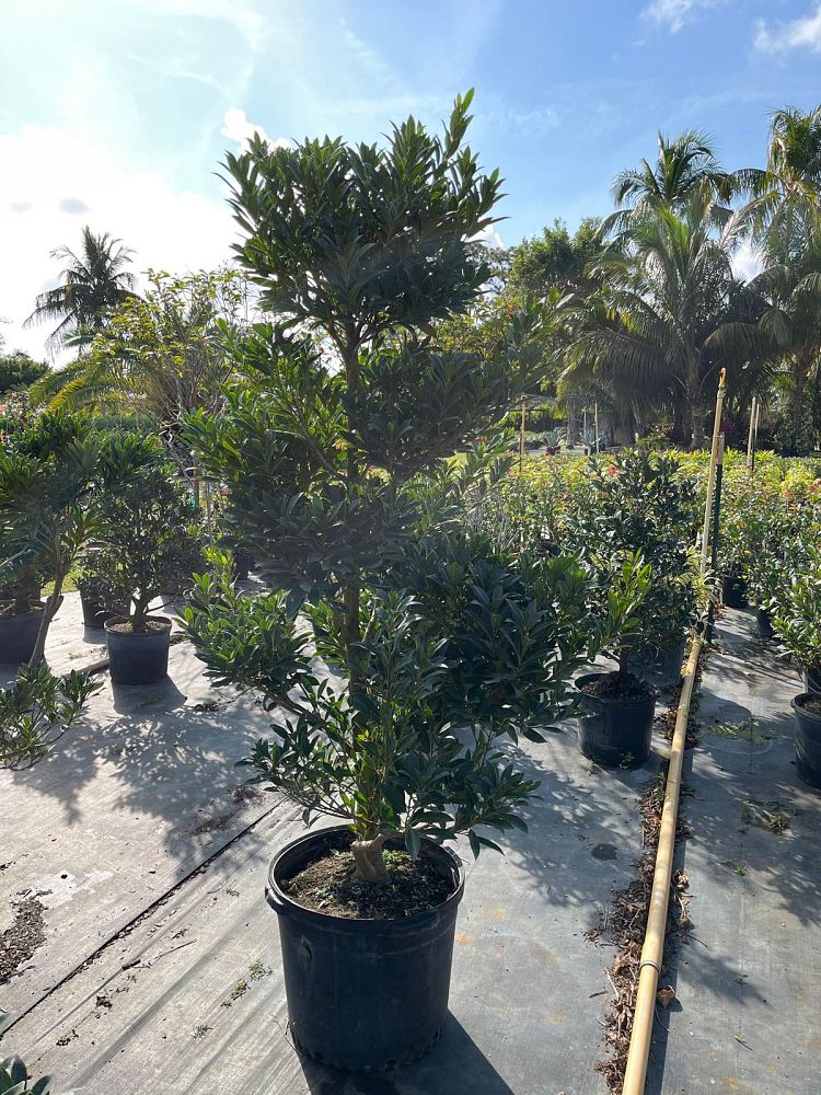 elaeocarpus-decipiens-japanese-blueberry
