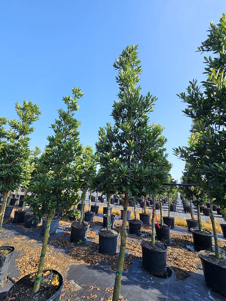 elaeocarpus-decipiens-japanese-blueberry