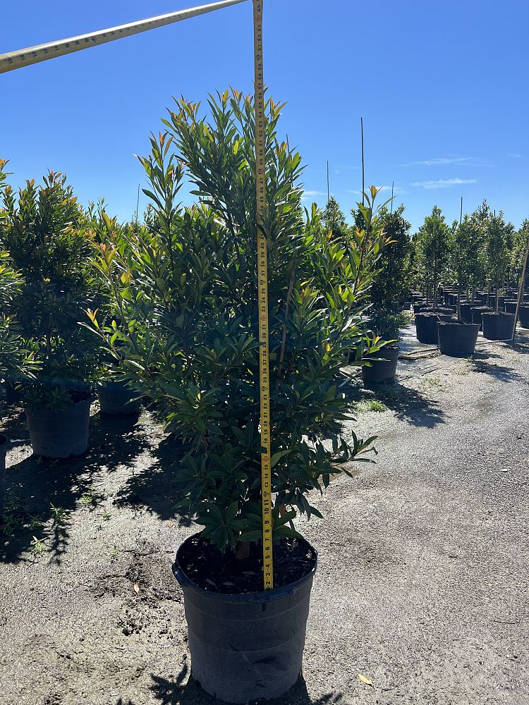 elaeocarpus-decipiens-japanese-blueberry