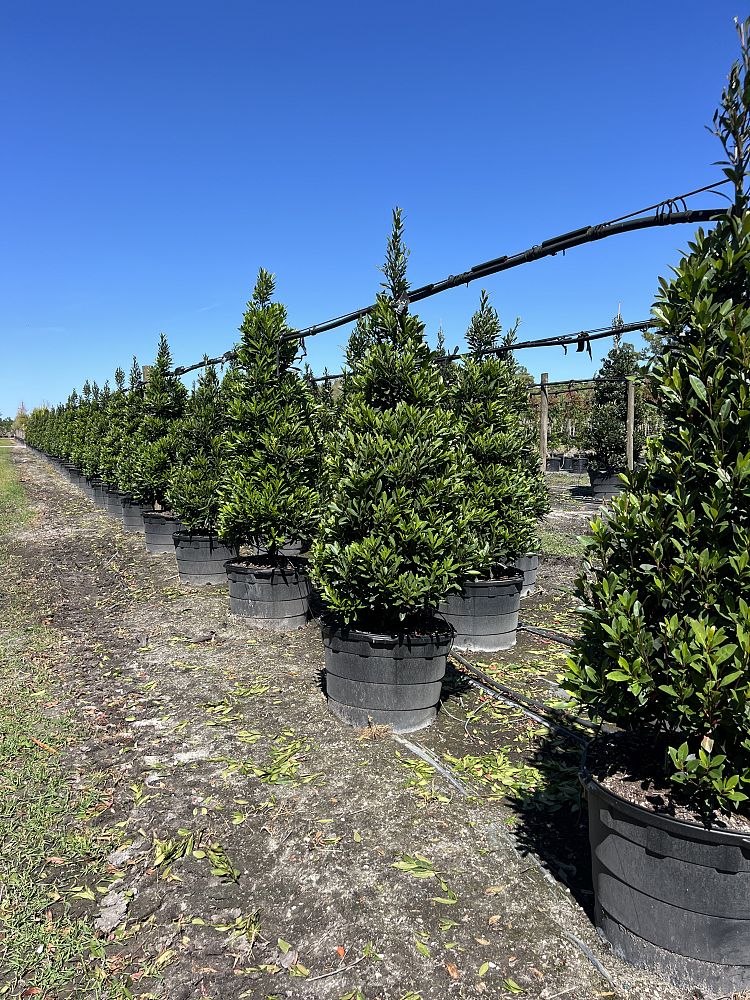 elaeocarpus-decipiens-japanese-blueberry