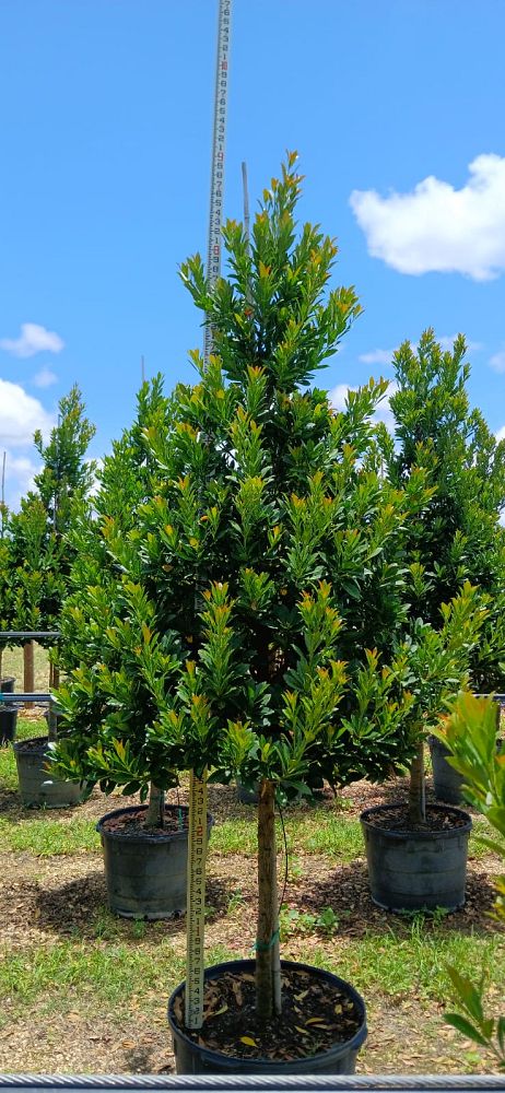 elaeocarpus-decipiens-japanese-blueberry