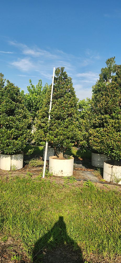 elaeocarpus-decipiens-japanese-blueberry