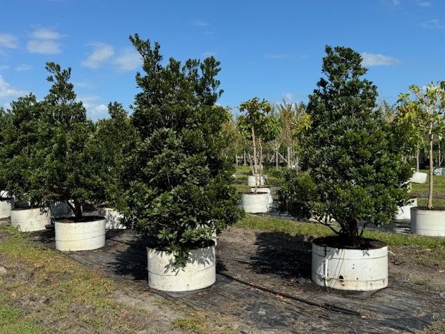 elaeocarpus-decipiens-japanese-blueberry