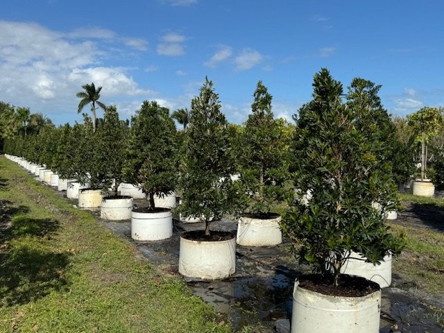 elaeocarpus-decipiens-japanese-blueberry