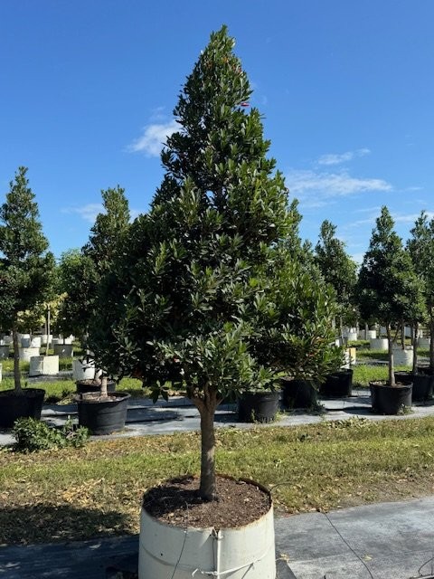 elaeocarpus-decipiens-japanese-blueberry