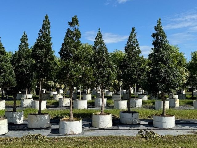 elaeocarpus-decipiens-japanese-blueberry