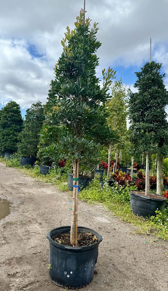 elaeocarpus-decipiens-japanese-blueberry