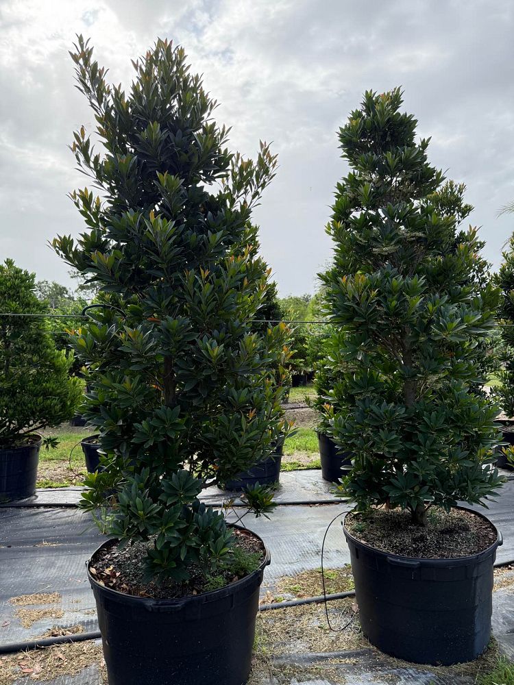 elaeocarpus-decipiens-japanese-blueberry