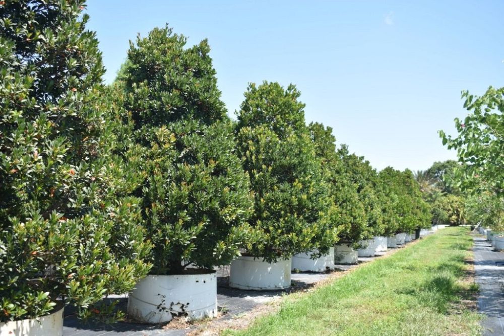 elaeocarpus-decipiens-japanese-blueberry
