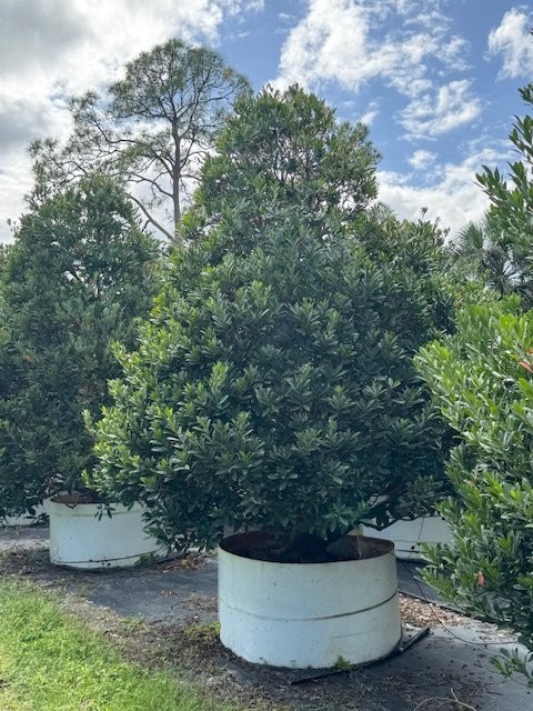 elaeocarpus-decipiens-japanese-blueberry