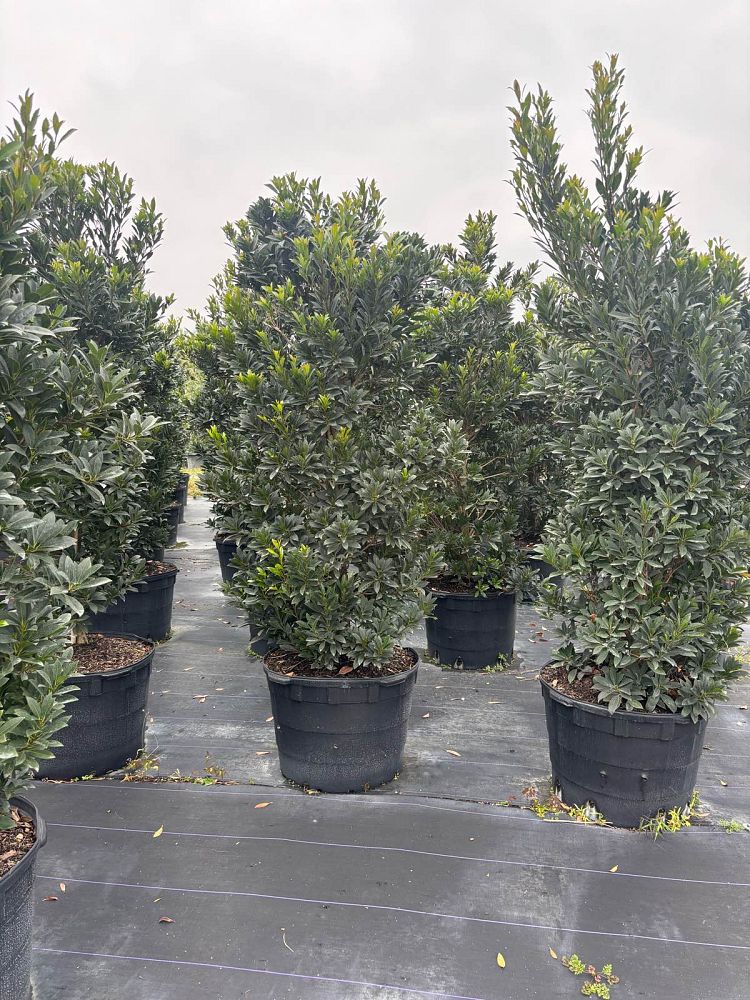 elaeocarpus-decipiens-japanese-blueberry