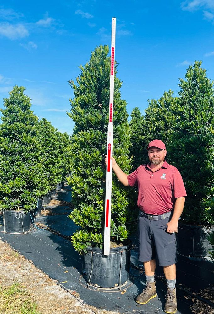 elaeocarpus-decipiens-japanese-blueberry