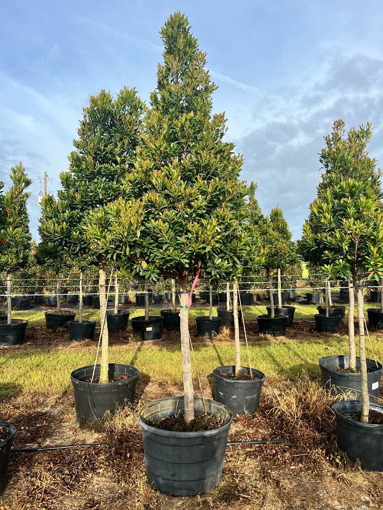 elaeocarpus-decipiens-japanese-blueberry