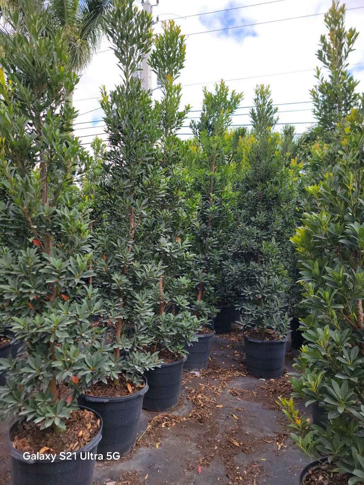 elaeocarpus-decipiens-japanese-blueberry