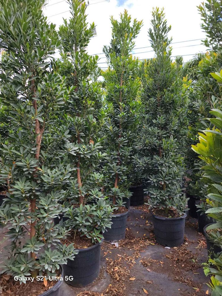 elaeocarpus-decipiens-japanese-blueberry