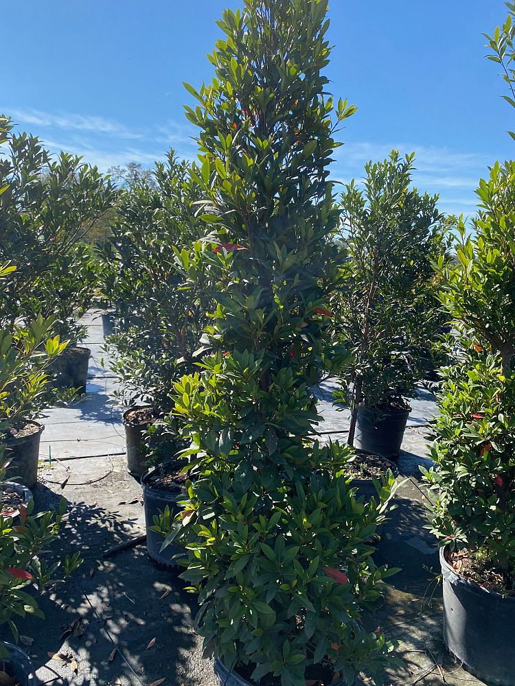 elaeocarpus-decipiens-japanese-blueberry