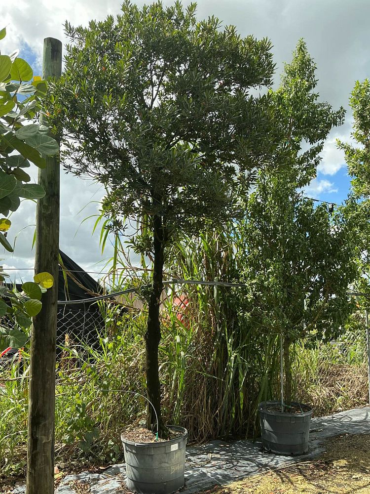 elaeocarpus-decipiens-japanese-blueberry