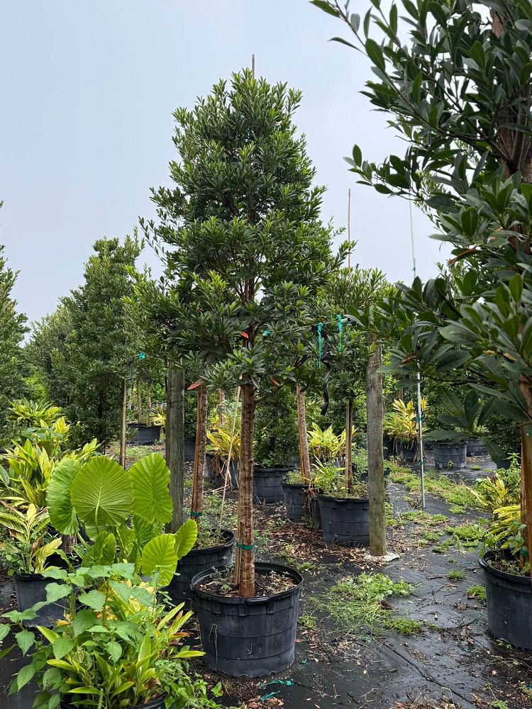 elaeocarpus-decipiens-japanese-blueberry