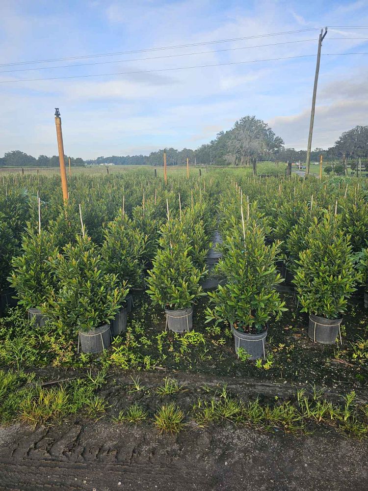 elaeocarpus-decipiens-japanese-blueberry