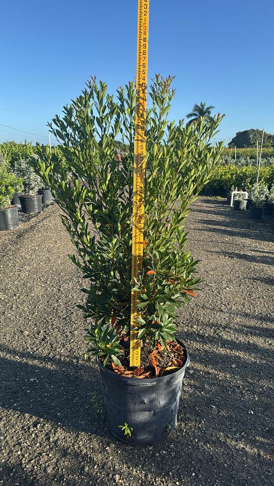 elaeocarpus-decipiens-japanese-blueberry