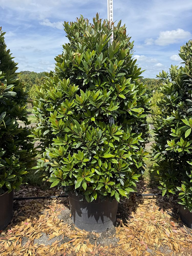 elaeocarpus-decipiens-japanese-blueberry