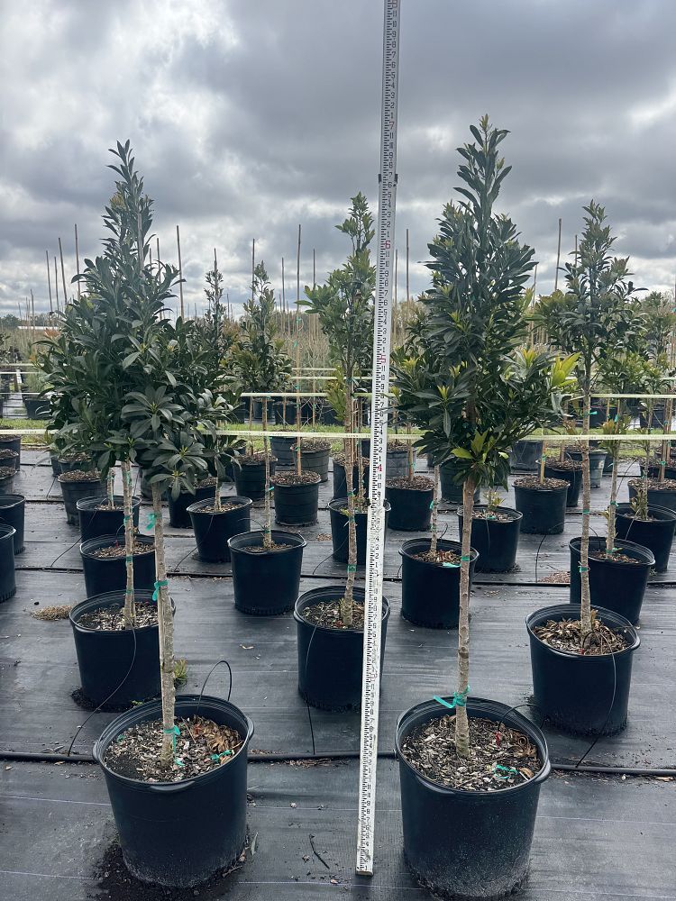 elaeocarpus-decipiens-japanese-blueberry