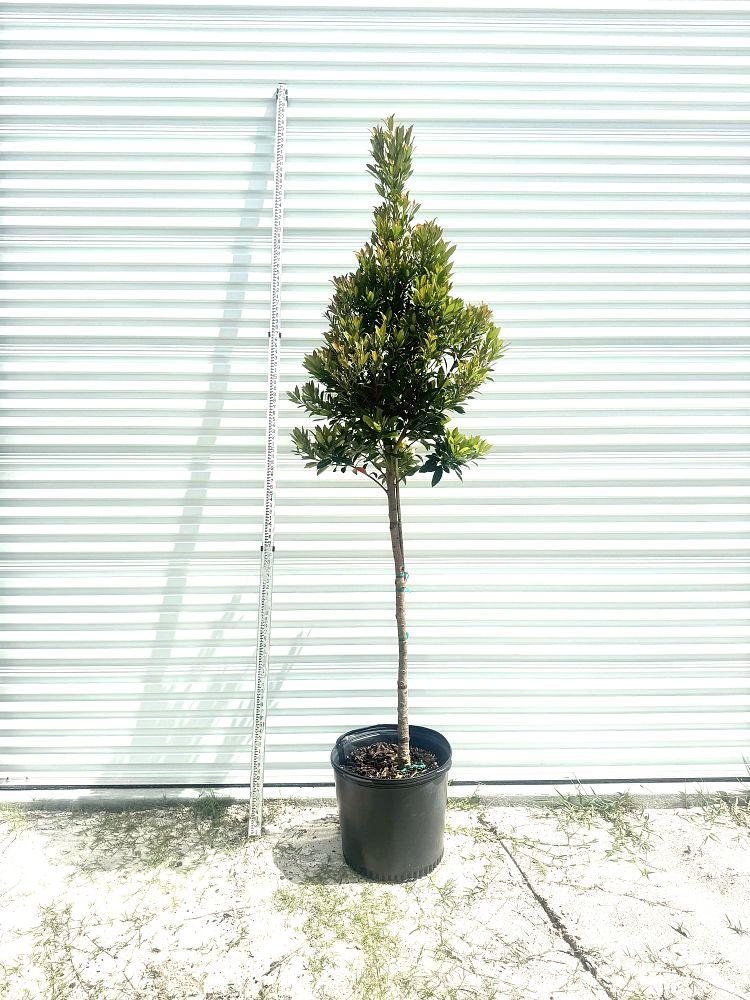 elaeocarpus-decipiens-japanese-blueberry