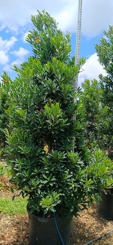 elaeocarpus-decipiens-japanese-blueberry