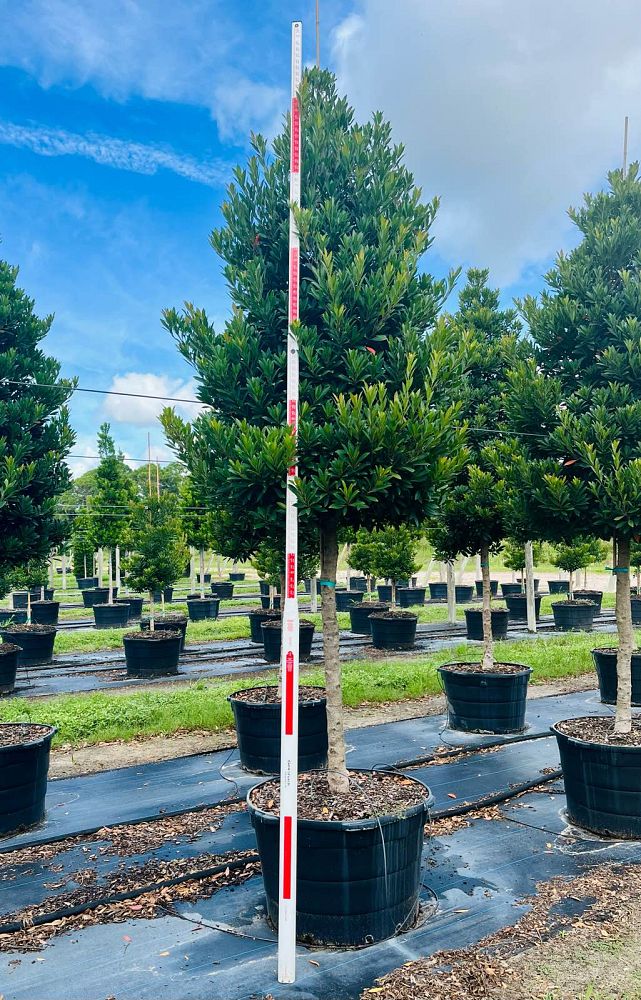 elaeocarpus-decipiens-japanese-blueberry