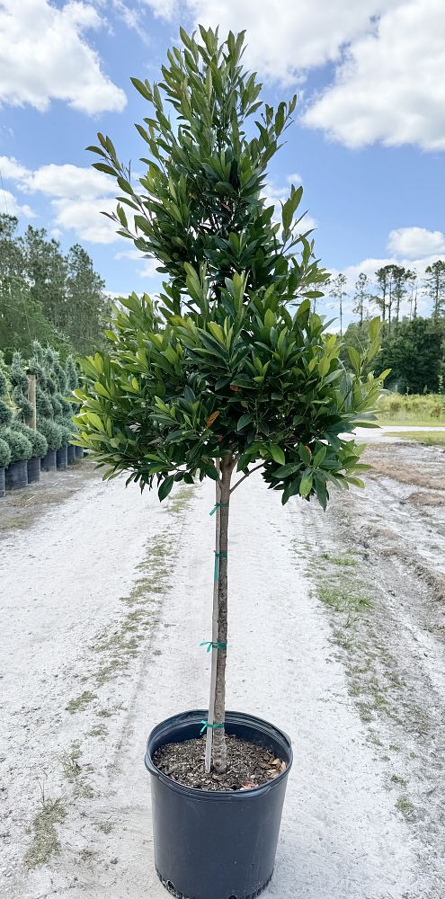 elaeocarpus-decipiens-japanese-blueberry