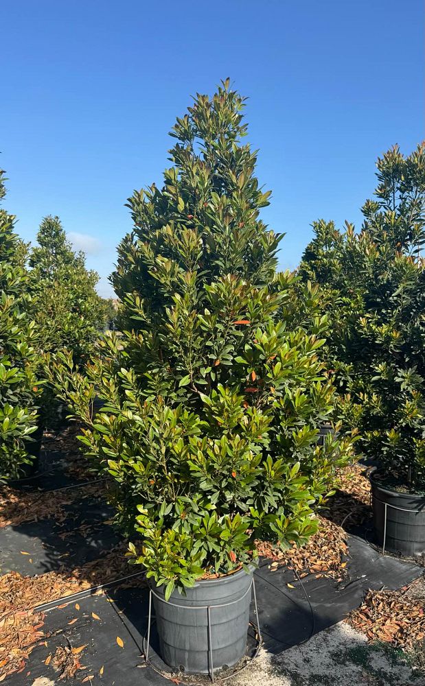 elaeocarpus-decipiens-japanese-blueberry