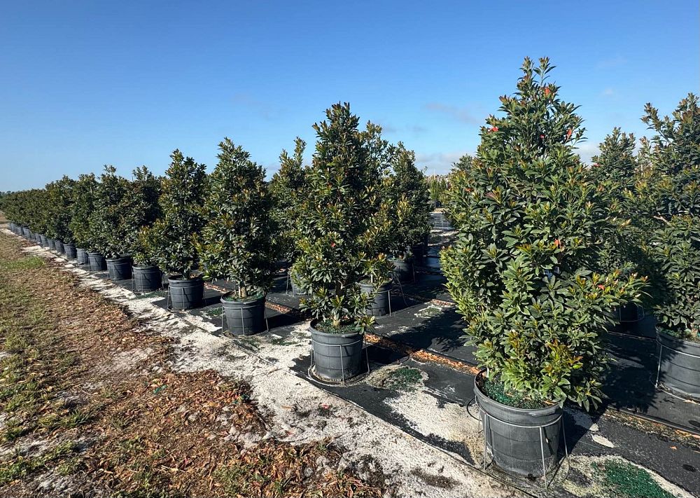 elaeocarpus-decipiens-japanese-blueberry