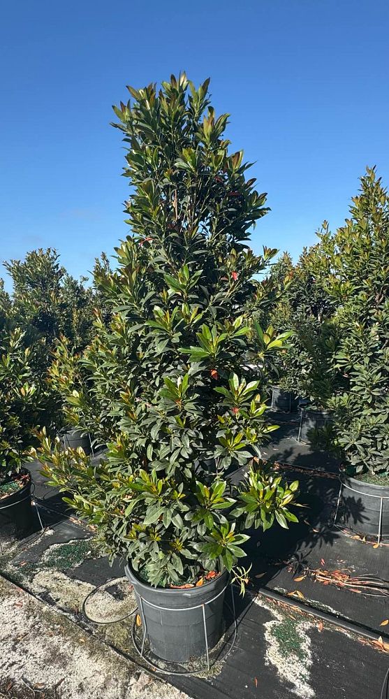 elaeocarpus-decipiens-japanese-blueberry