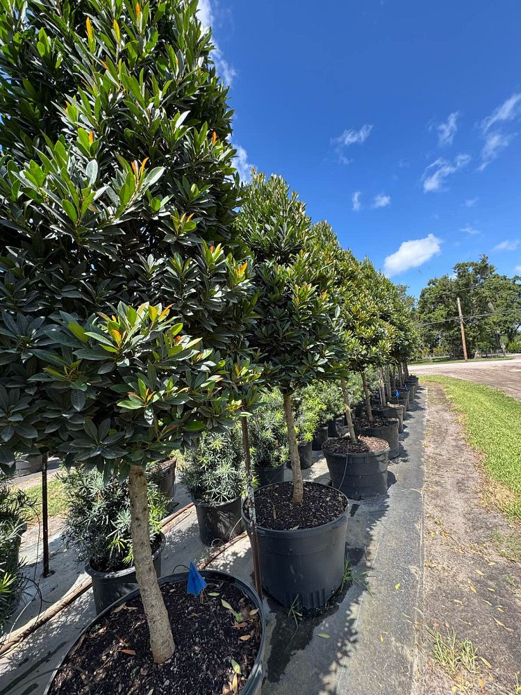 elaeocarpus-decipiens-japanese-blueberry
