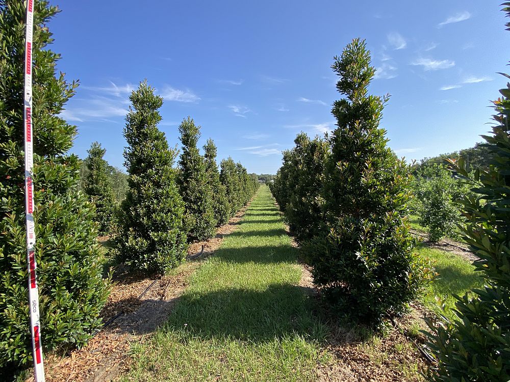 elaeocarpus-decipiens-japanese-blueberry