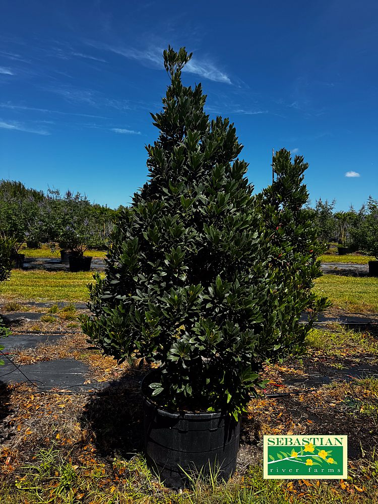 elaeocarpus-decipiens-japanese-blueberry