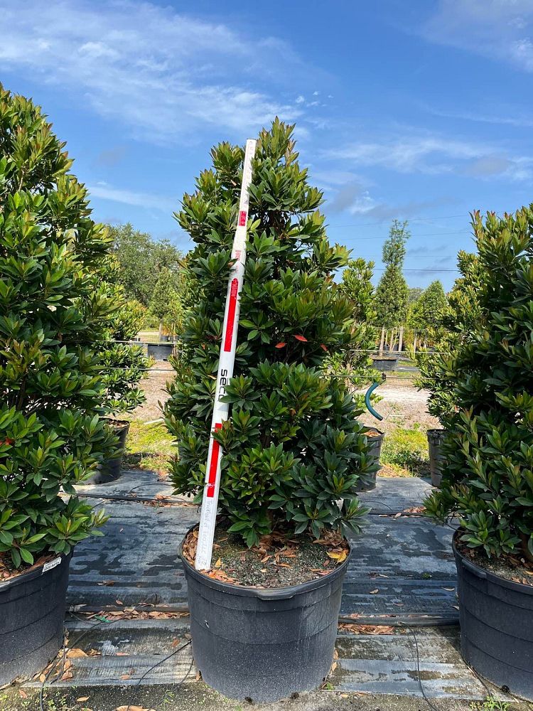 elaeocarpus-decipiens-japanese-blueberry