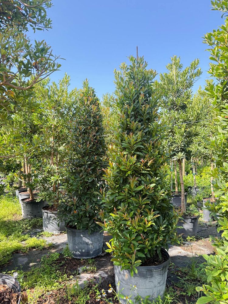 elaeocarpus-decipiens-japanese-blueberry