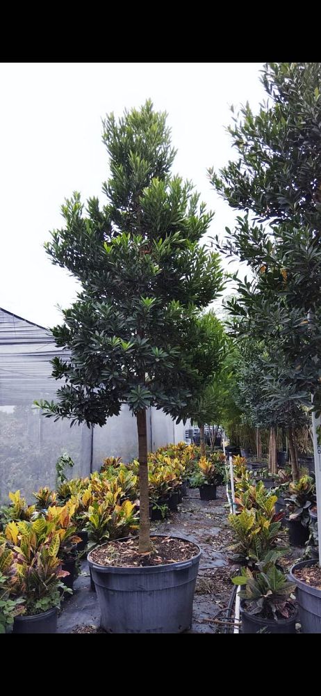 elaeocarpus-decipiens-japanese-blueberry
