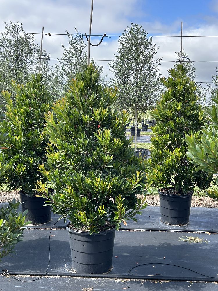 elaeocarpus-decipiens-japanese-blueberry