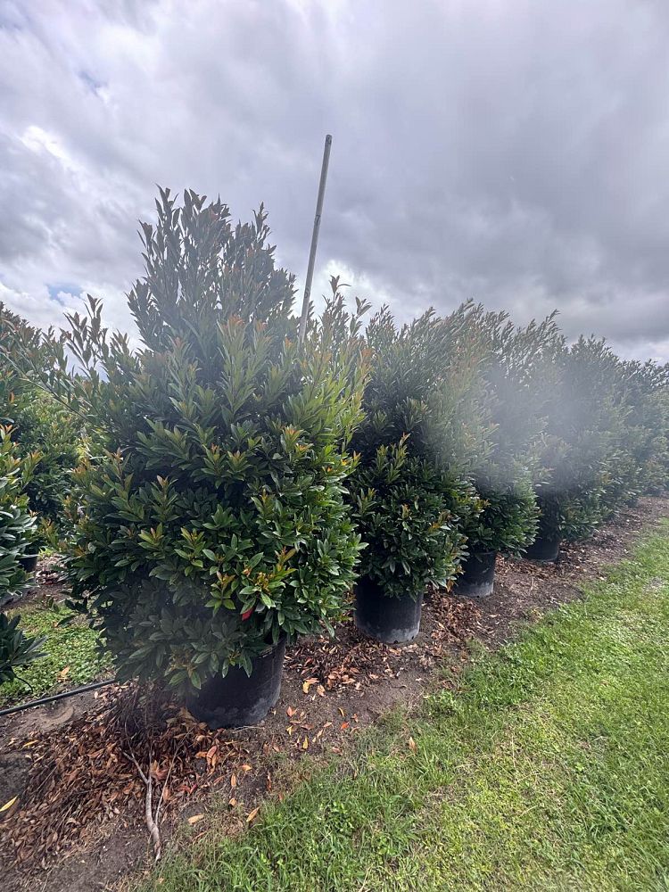 elaeocarpus-decipiens-japanese-blueberry