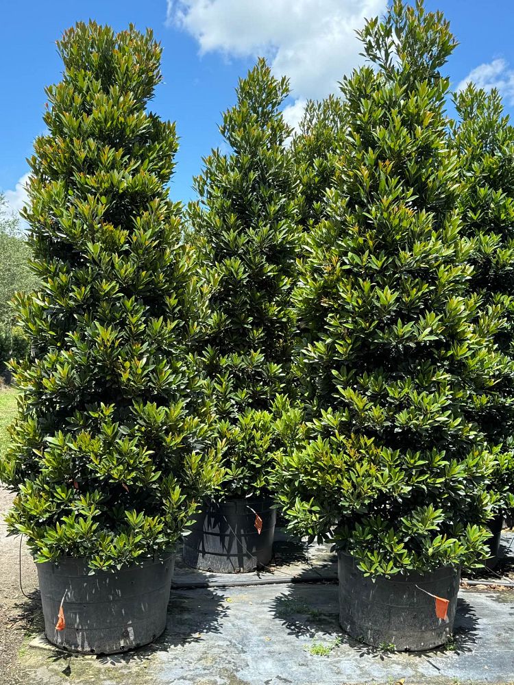 elaeocarpus-decipiens-japanese-blueberry