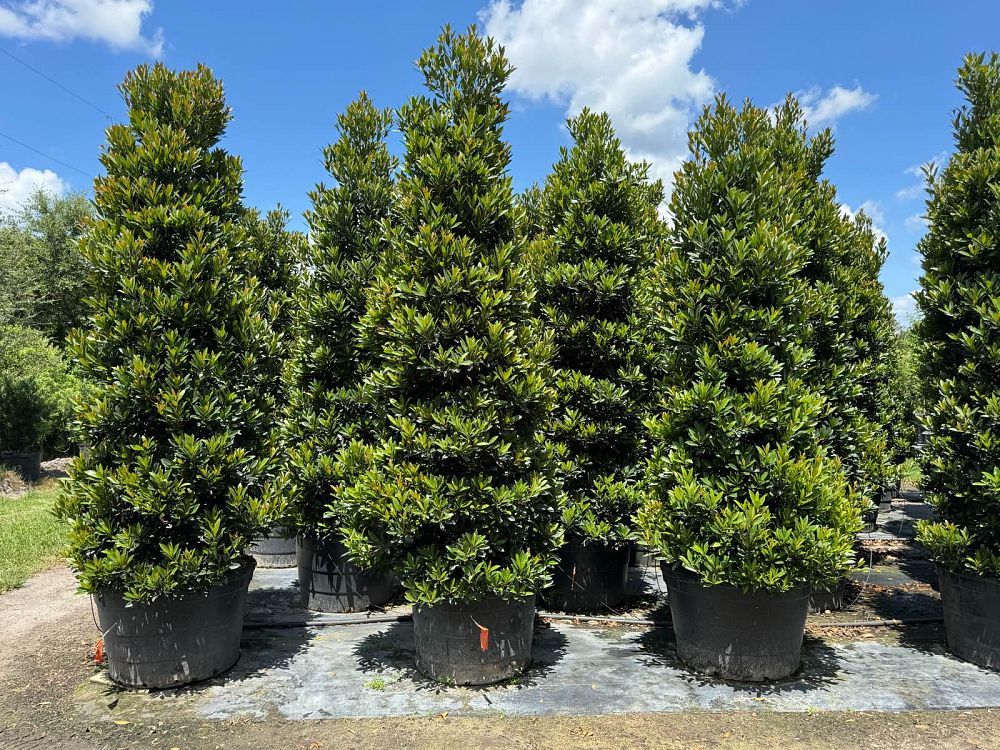 elaeocarpus-decipiens-japanese-blueberry