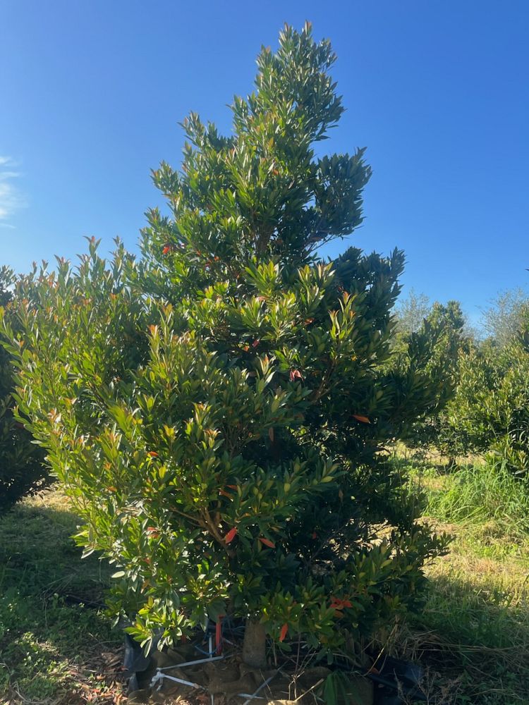 elaeocarpus-decipiens-japanese-blueberry